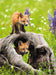 Ravensburger - Curious Foxes Puzzle 300 Pieces - Ravensburger Australia & New Zealand