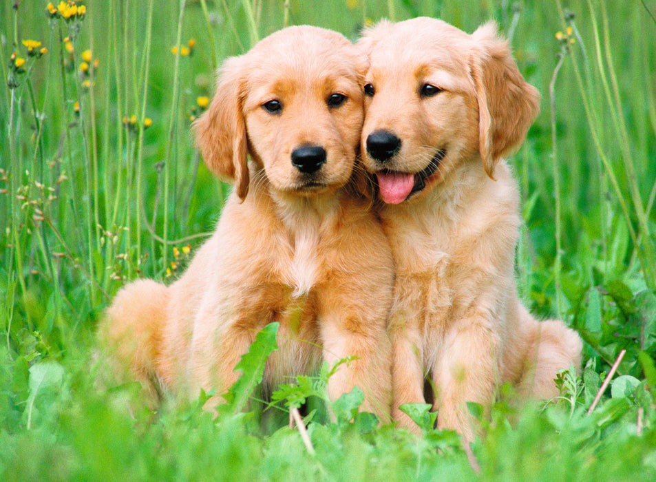Ravensburger - The Golden Retriever Brothers 500 pieces