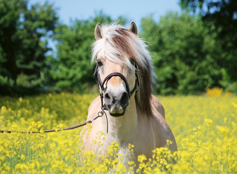 Ravensburger - White Horse 500 pieces - Ravensburger Australia & New Zealand