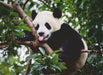 Ravensburger - Panda Bear 500 pieces - Ravensburger Australia & New Zealand