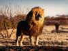 Ravensburger - Lion, King of the Animals 1500 pieces - Ravensburger Australia & New Zealand